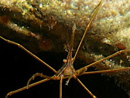 Yellowline Arrowcrab IMG 4605